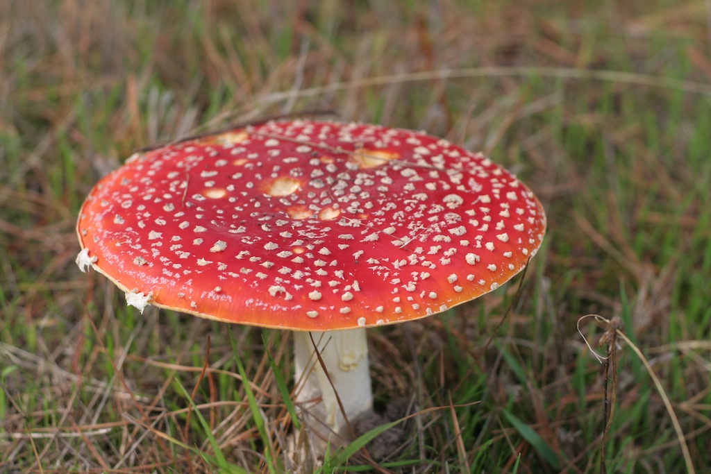 Toadstool or mushroom